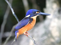 Azure Kingfisher - Taro Okauchi