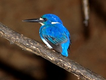 Little Kingfisher - Simon Fordham