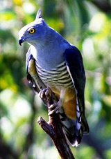 Pacific Baza (Crested Hawk) - Photo By Jonathon Munro