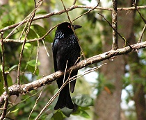 Spangled Drongo - Andrew Forsyth