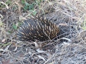 Echidna Fletcher Creek