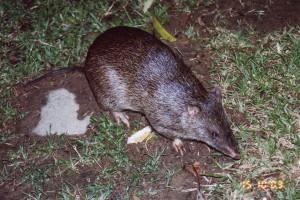 Northern Brown Bandicoot Nov03