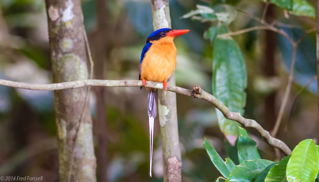 Buff-breasted Paradise- Kingfisher Fred Forsell Nov 2014