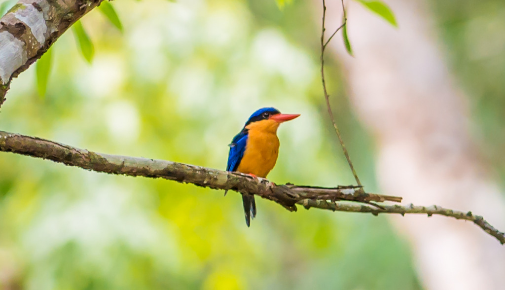 Buff-breasted Paradise Kingfisher Fred Forsell