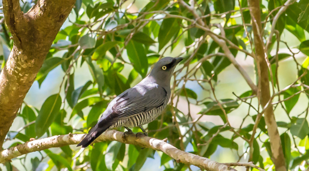 Barred Cuckoo-Shrike Fred Forsell