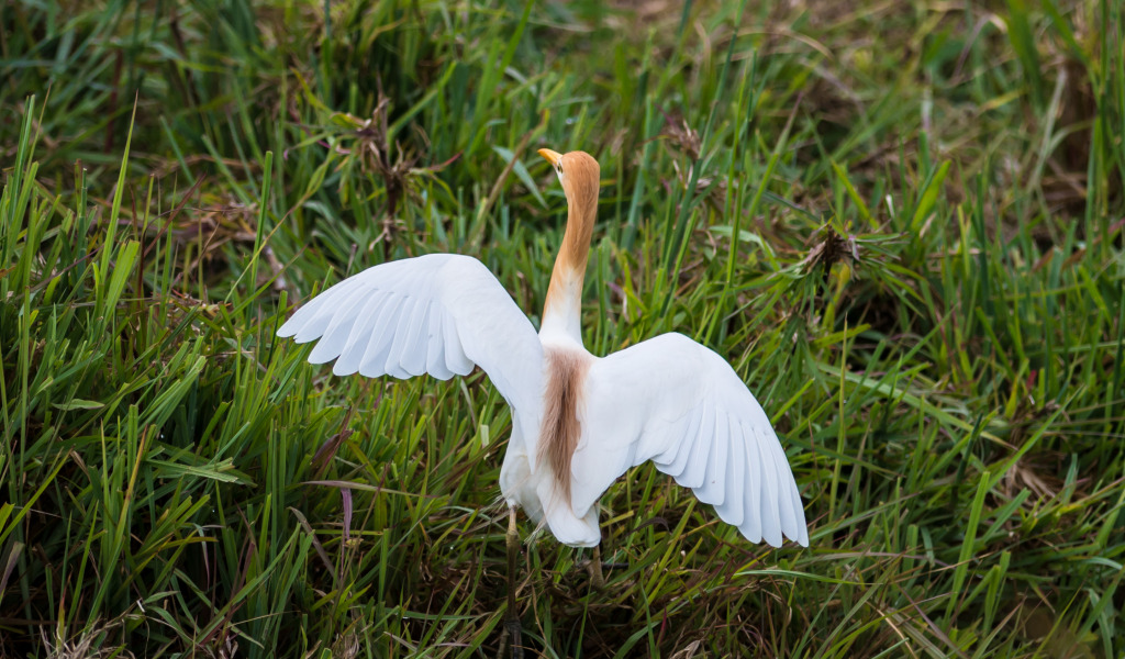 Cattle Egret in breeding plumage Fred Forsell