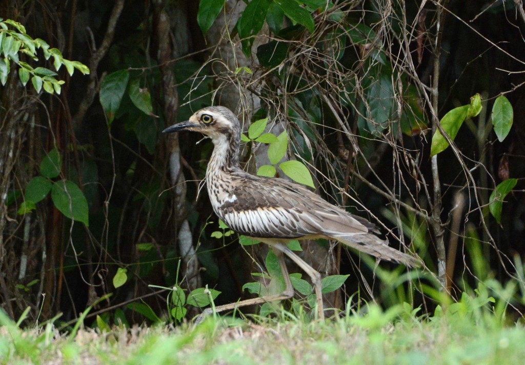 Bush Thick-knee