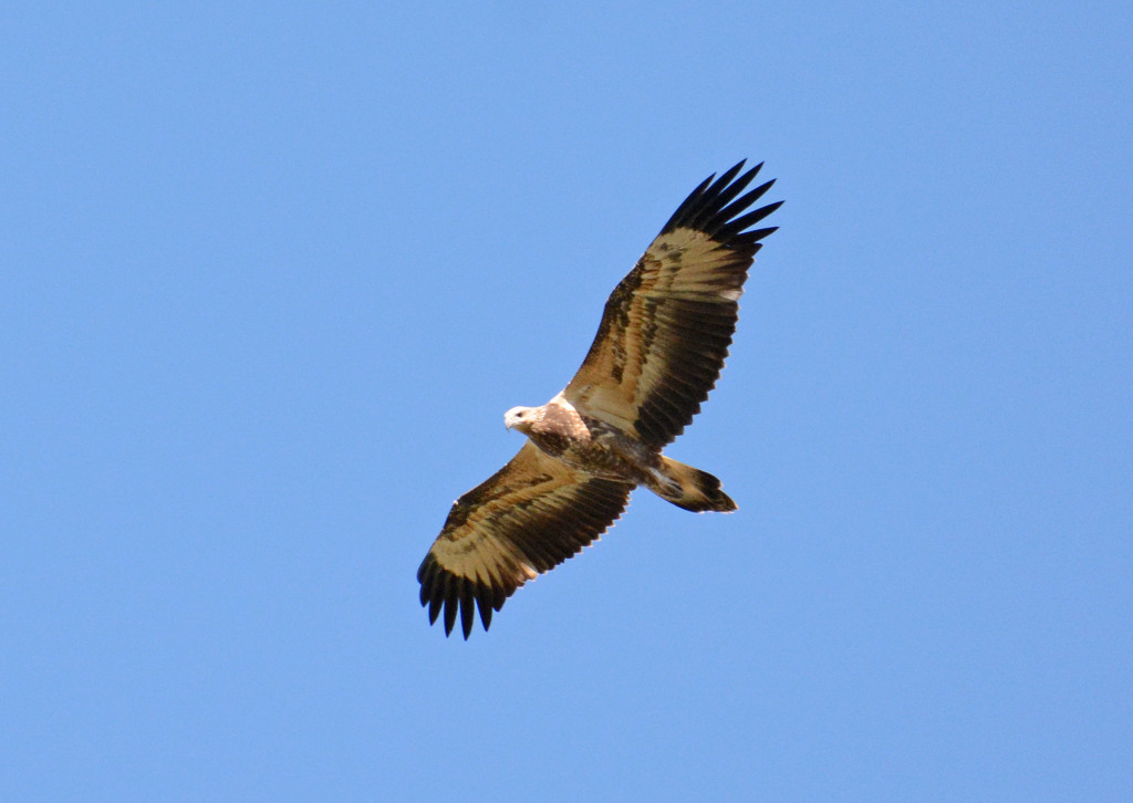 White-breasted Sea-Eagle (J)