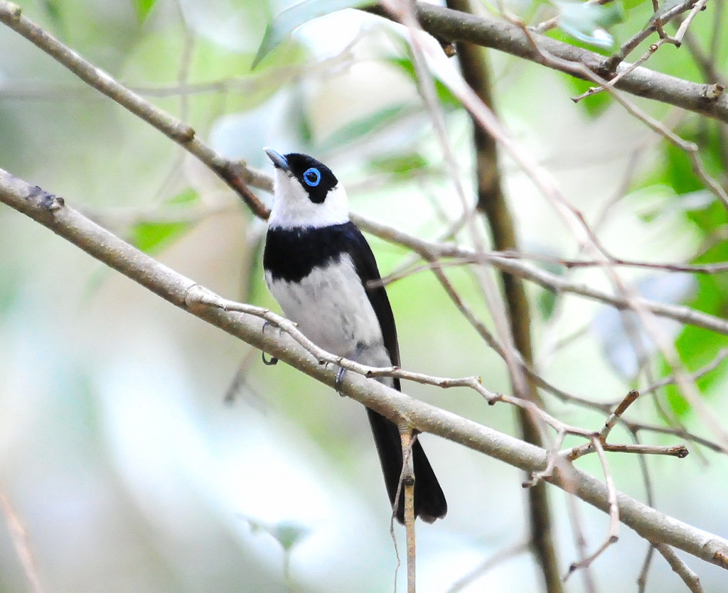 Pied Monarch Fred Forsell