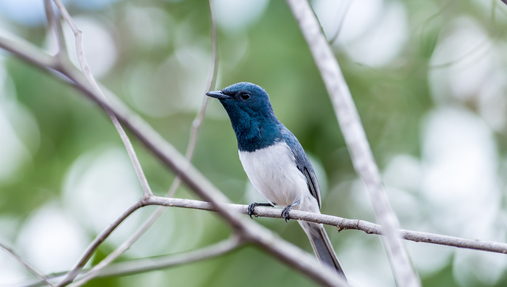 Leaden Flycatcher-1