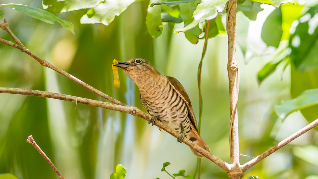 Little Bronze-Cuckoo-2