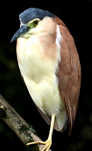 Nankeen Night Heron