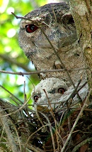 Papuan Frogmouth